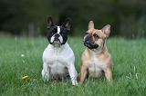 BOULEDOGUE FRANCAIS 1093